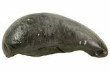 Fossil Whale Ear Bone - Miocene #69676-1